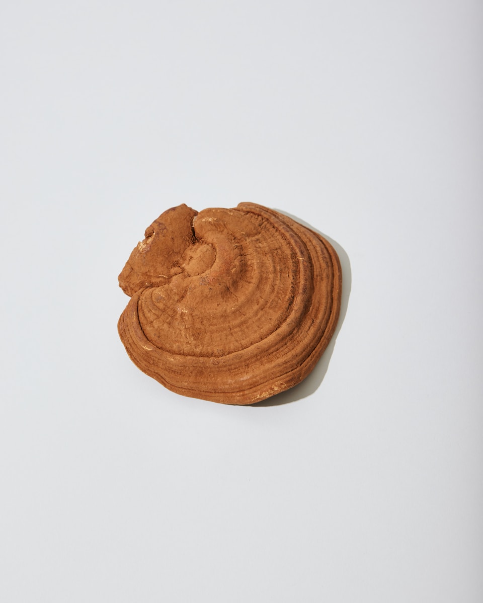 Quand Prendre le Reishi ? Le Guide Complet pour Optimiser Ses Bienfaits