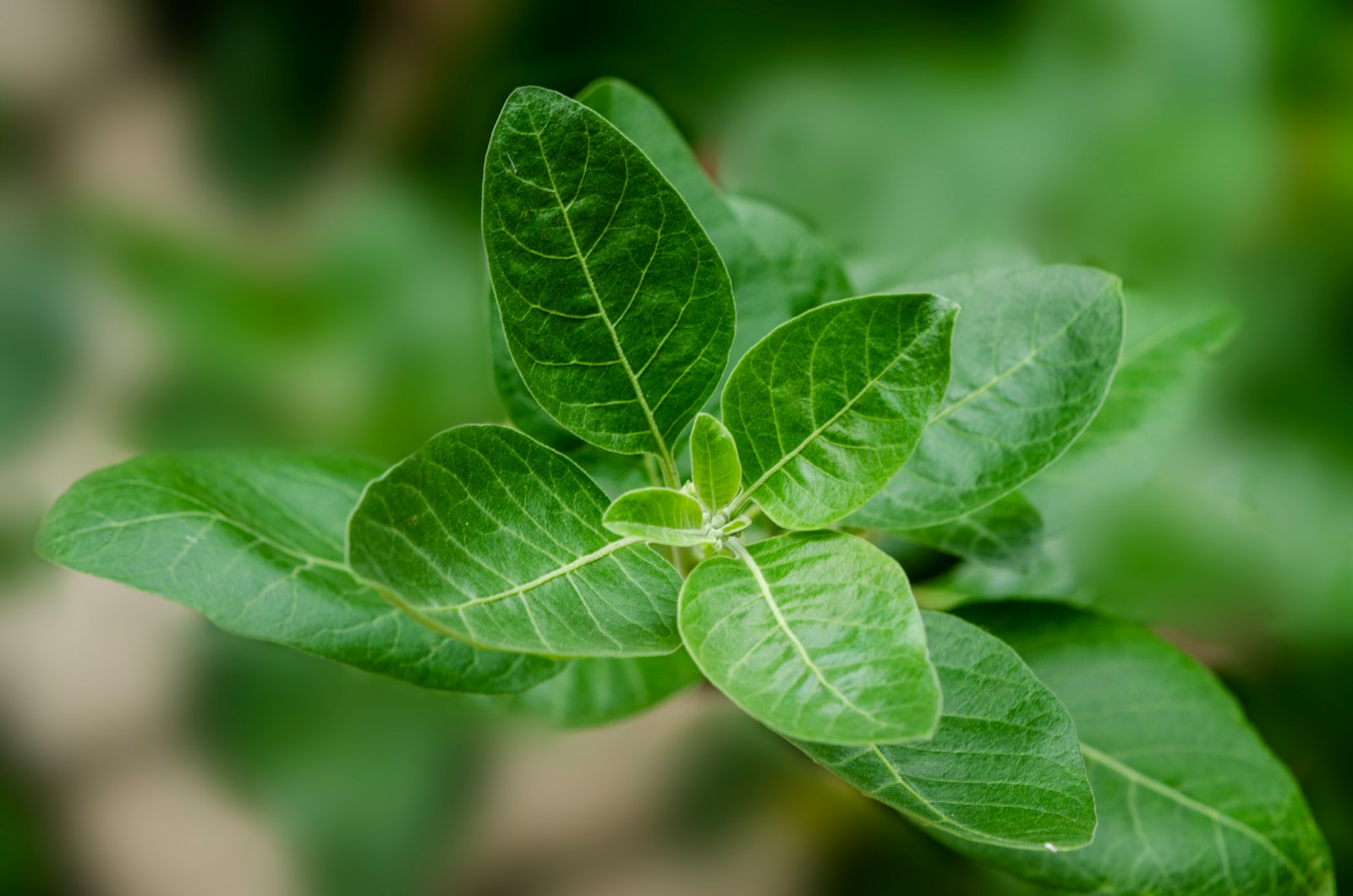 Comment réduire son taux de cortisol avec l’ashwagandha