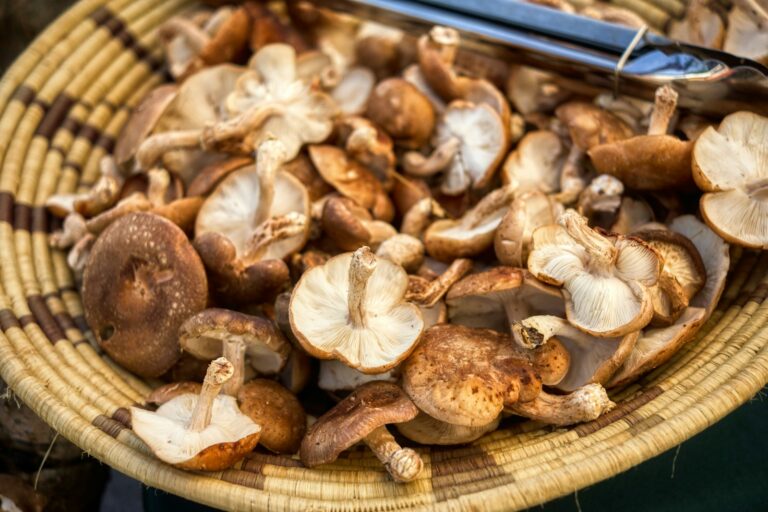 Le shiitake est-il un probiotique ?
