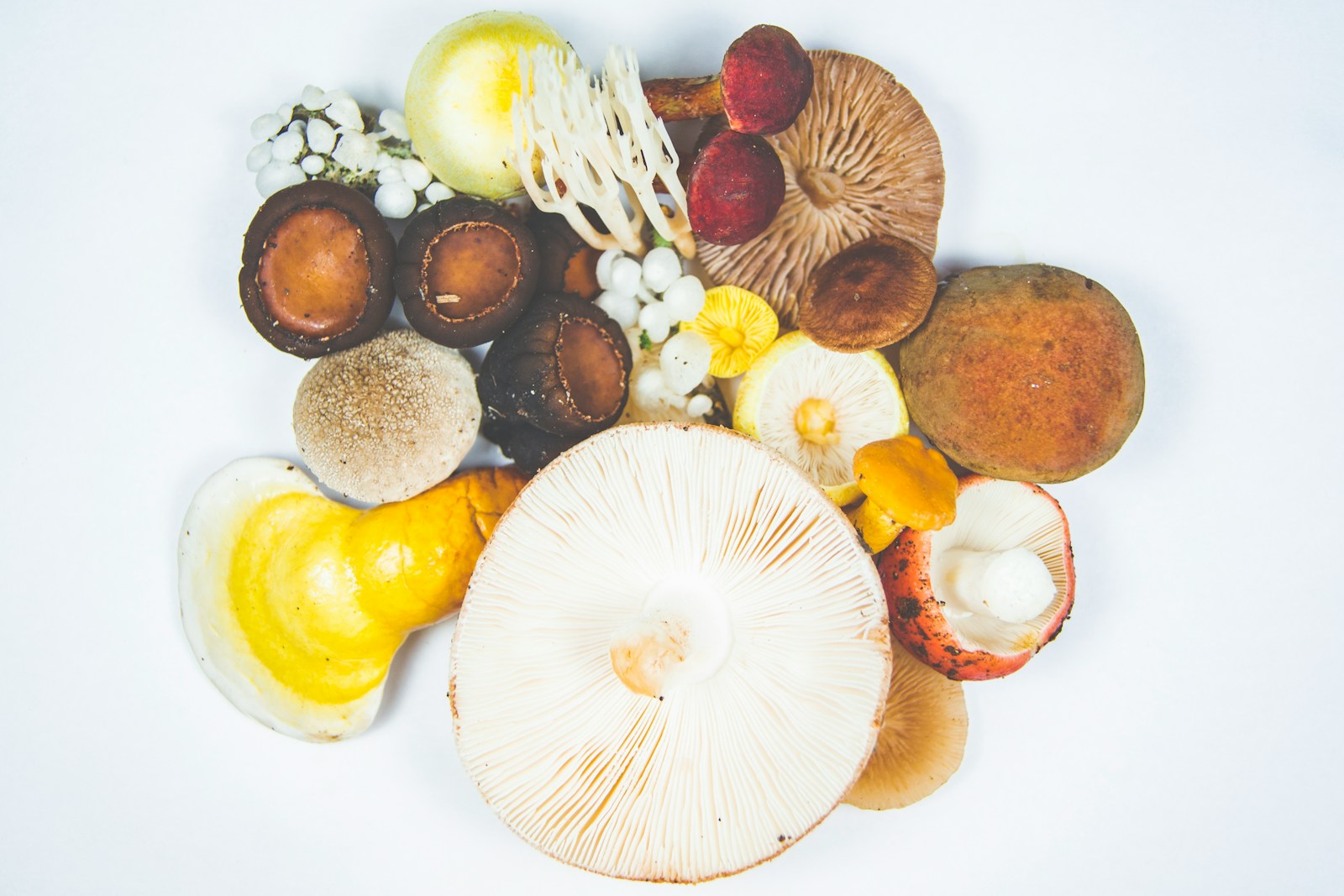 Quels sont les effets secondaires possibles du reishi ?