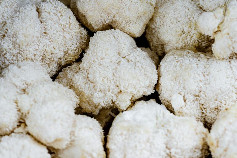 Quels sont les bienfaits du lion's mane ?