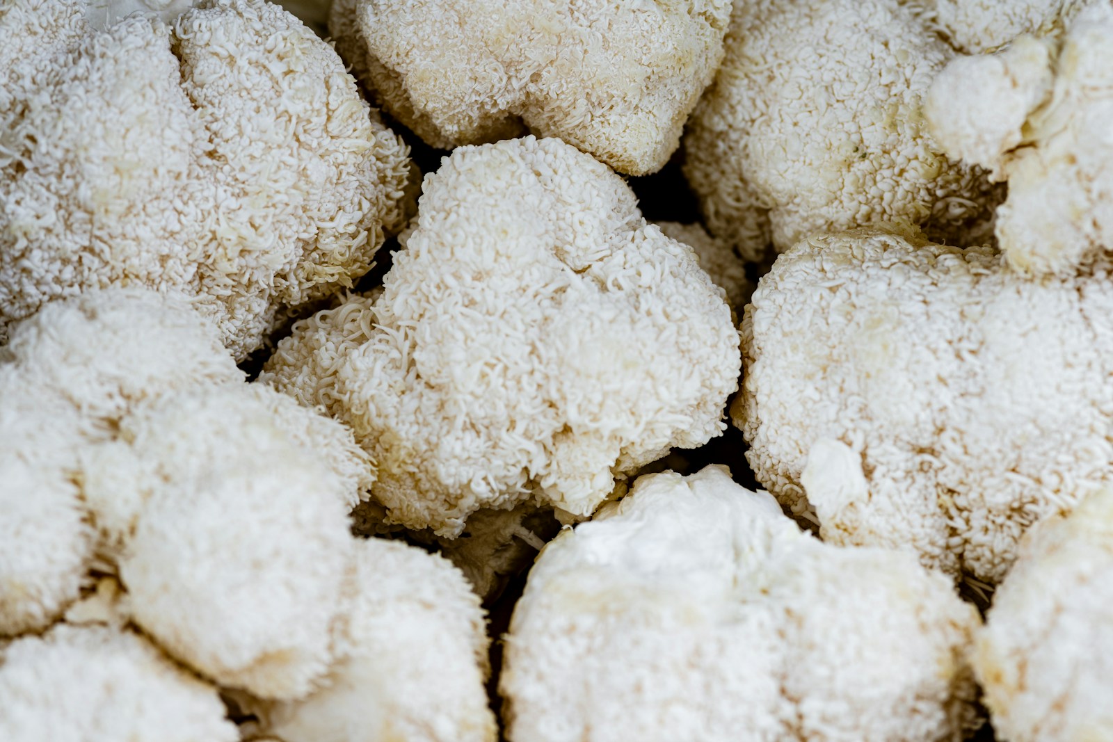 Quels sont les bienfaits du lion's mane ?