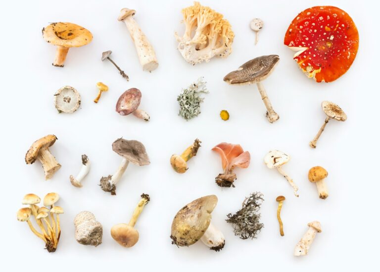 Pourquoi ne faut-il pas manger trop de champignons ?